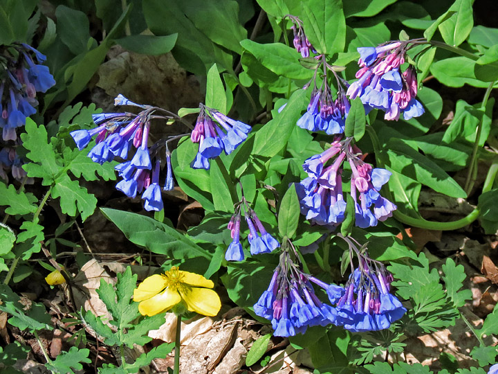 Virginia_Bluebells