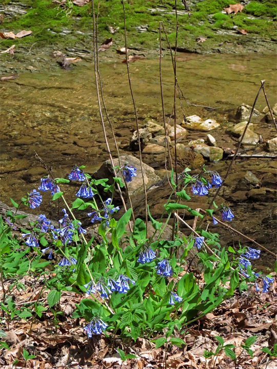 Virginia_Bluebells