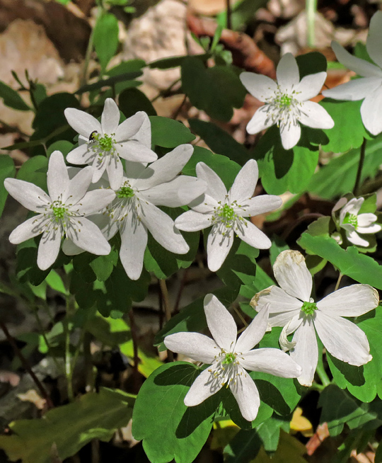 Rue_Anemone