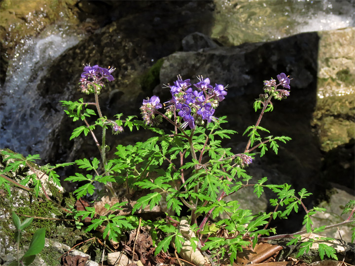 Phacelia