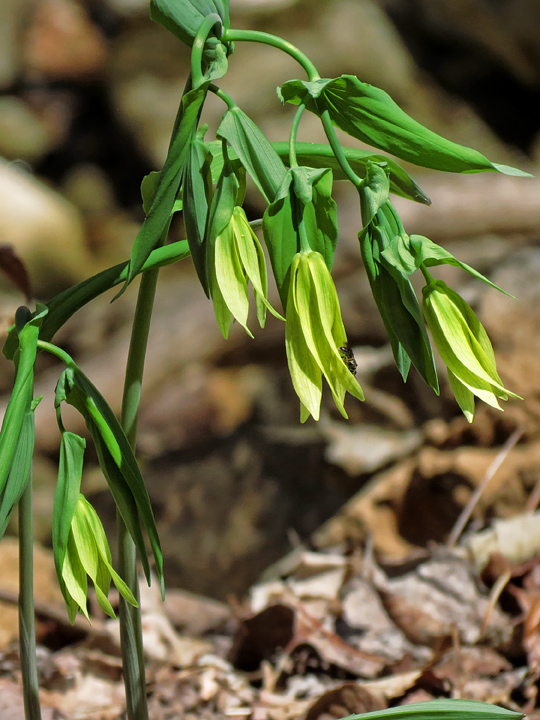 Bellwort