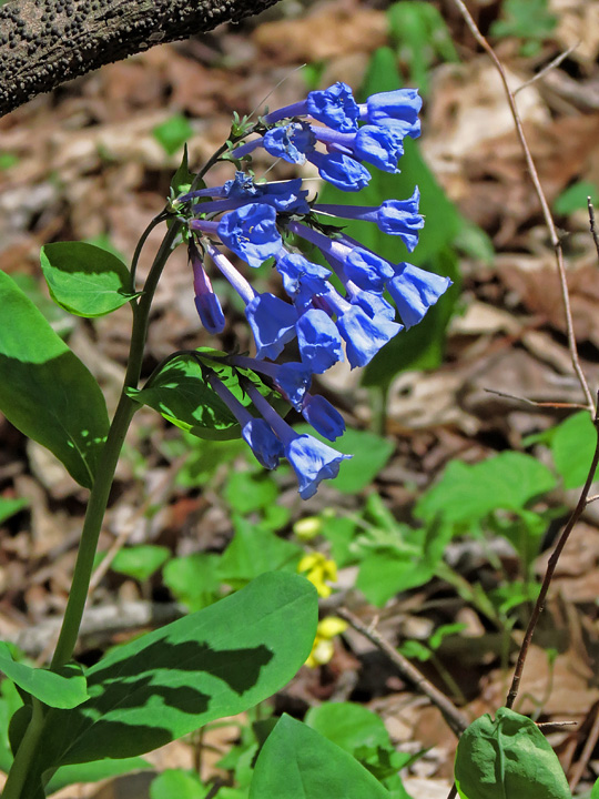 Virginia_Bluebells