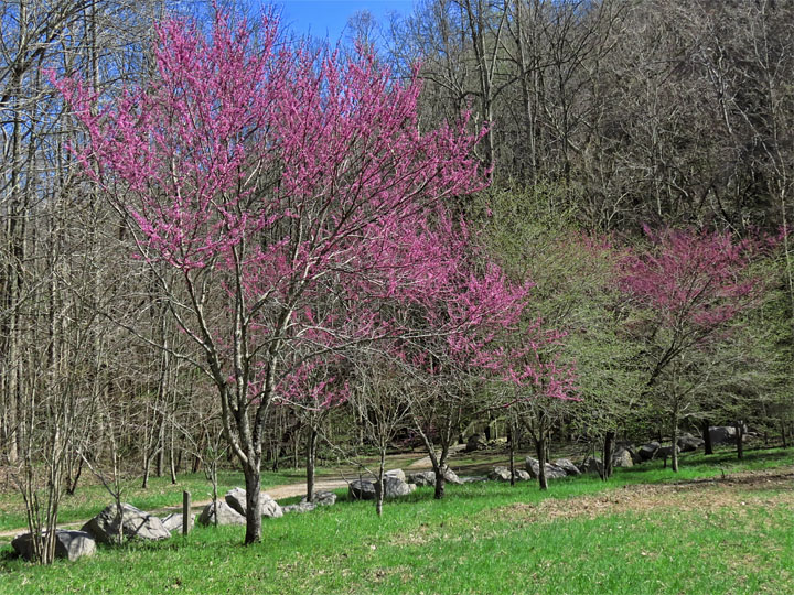 Redbuds