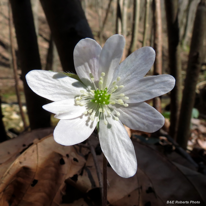 Hepatica