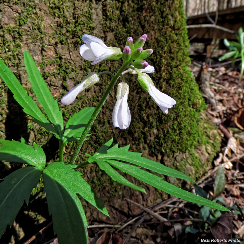 Cutleaf_Toothwort