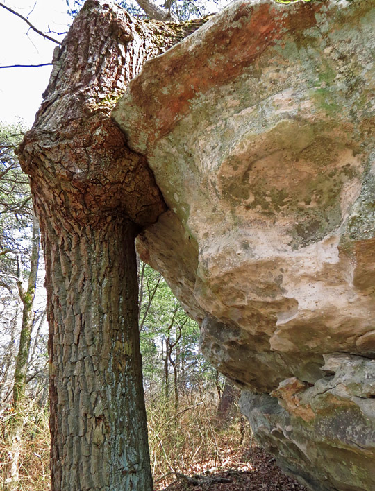 Face_palm_tree-rock