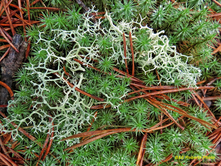 Moss_Lichen