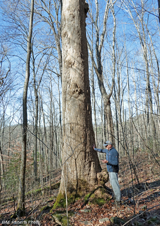 Tulip_Tree