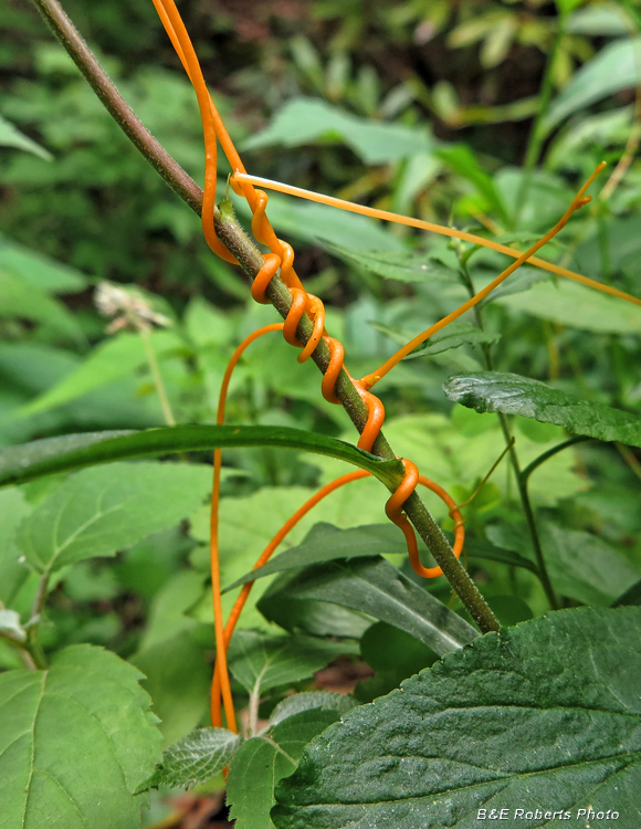 Dodder