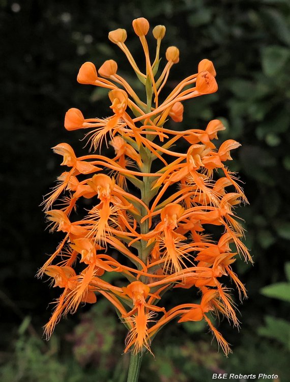 Platanthera_ciliaris