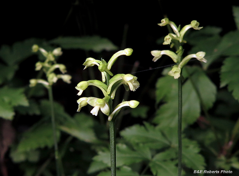 Wood_Orchids