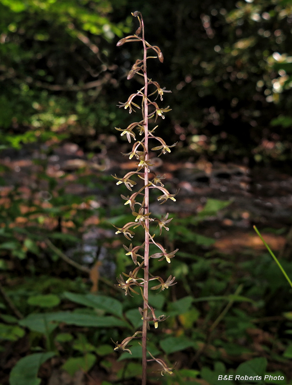 Cranefly_Orchid