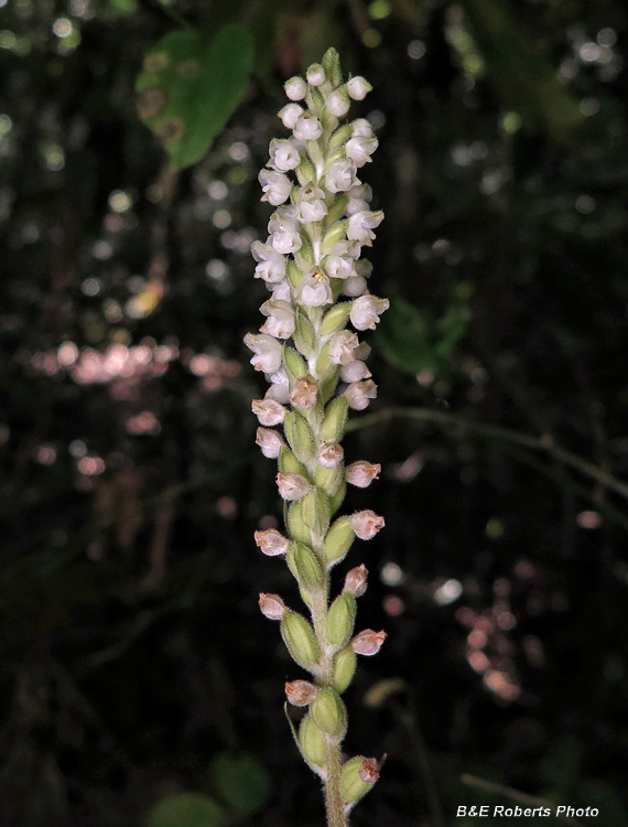 Rattlesnake_Plantain