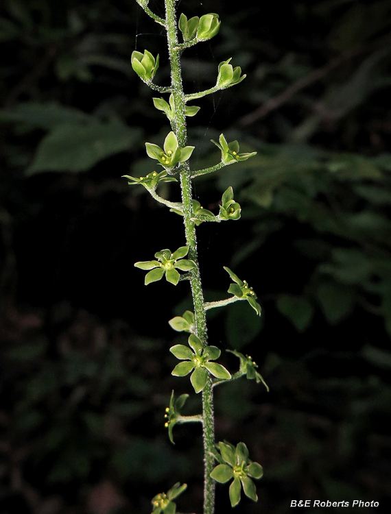 Veratrum_parviflorum