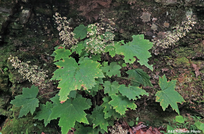 Heuchera