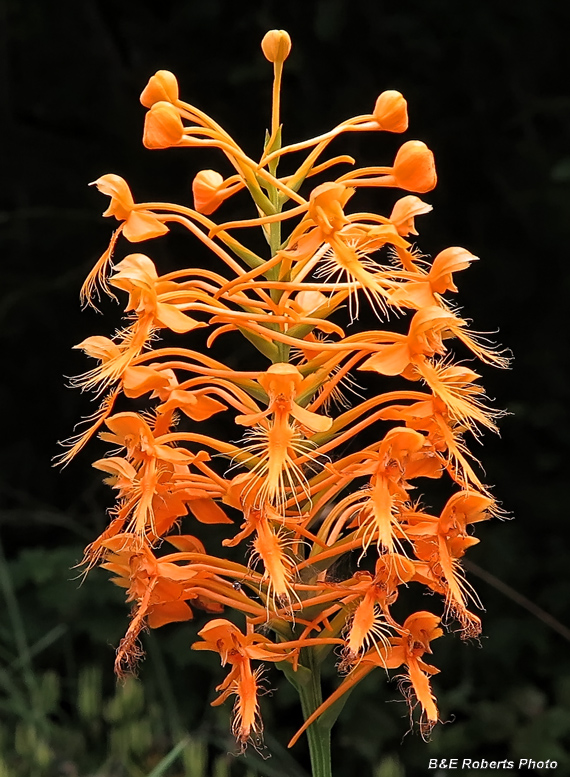 Platanthera_ciliaris