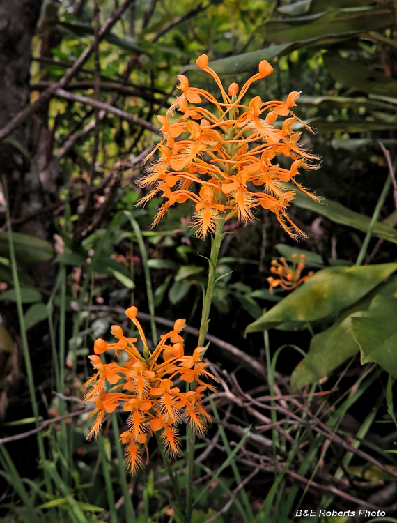 Platanthera_ciliaris