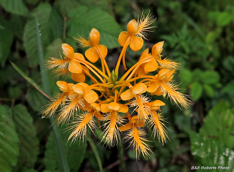 Platanthera_ciliaris