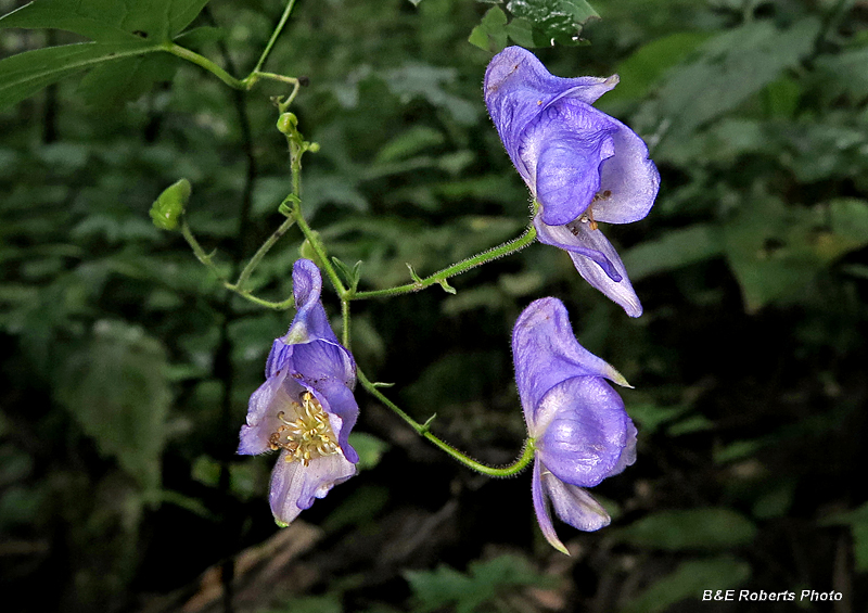 Monkshood