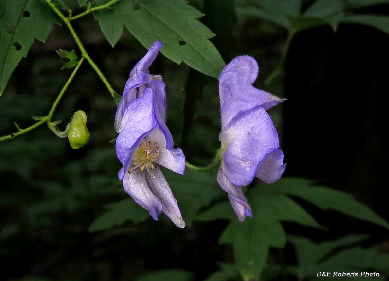 Monkshood