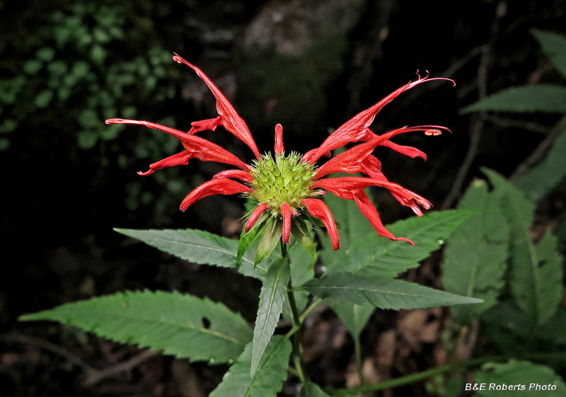 Scarlet_Beebalm