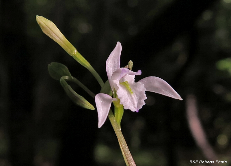 Three_Birds_Orchid