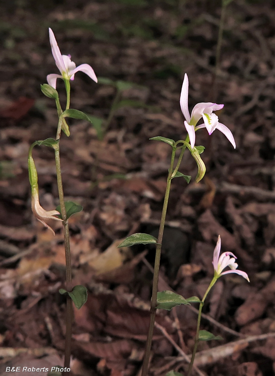 Three_Birds_Orchid