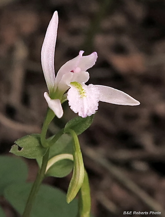 Three_Birds_Orchid