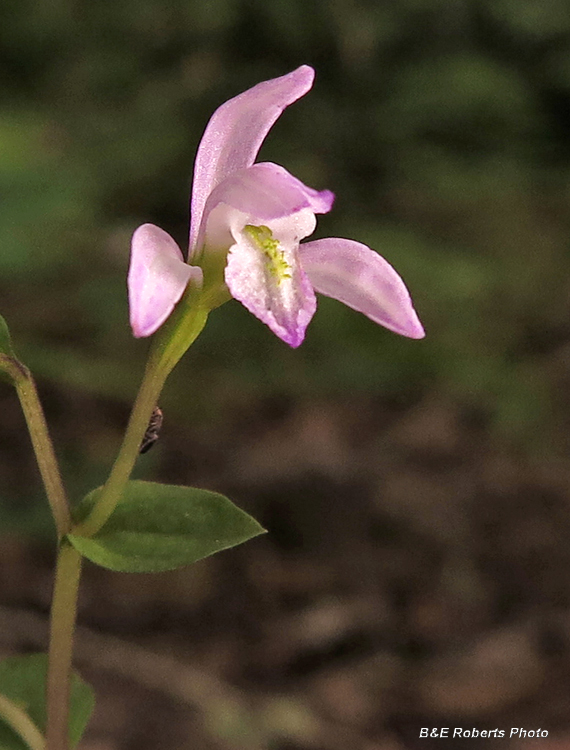 Three_Birds_Orchid