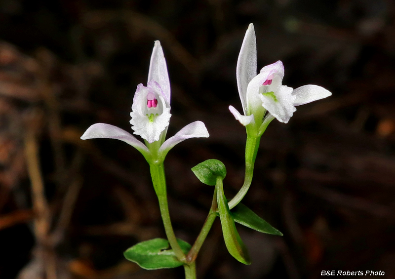 Three_Birds_Orchid