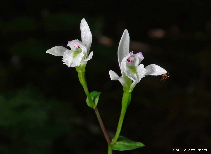 Three_Birds_Orchid