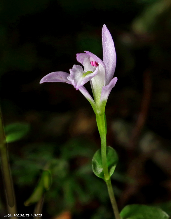 Three_Birds_Orchid