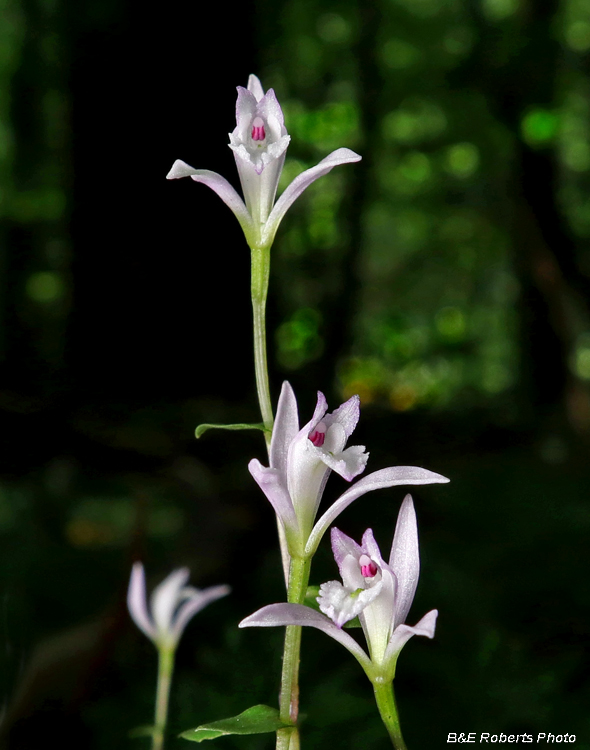 Three_Birds_Orchid