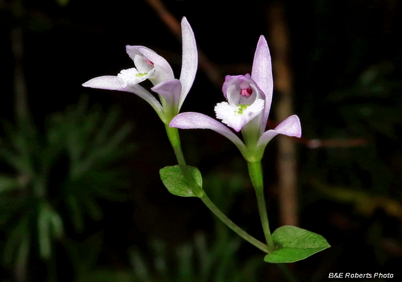 Three_Birds_Orchid