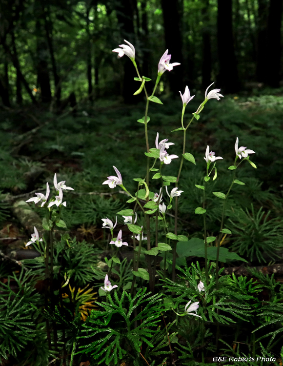 Three_Birds_Orchid