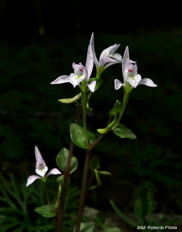 Three_Birds_Orchid