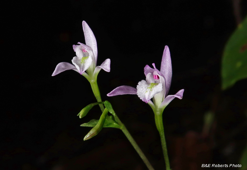 Three_Birds_Orchid