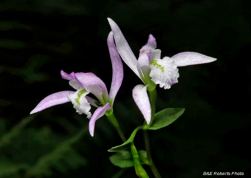 Three_Birds_Orchid