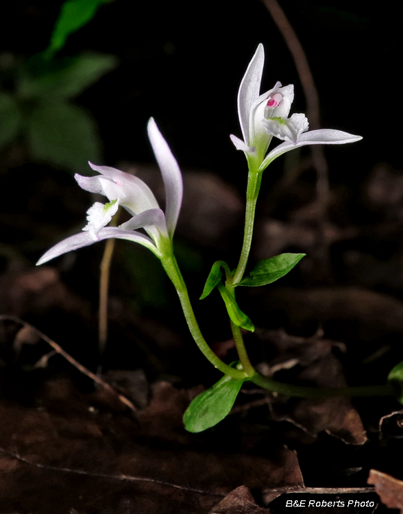 Three_Birds_Orchid