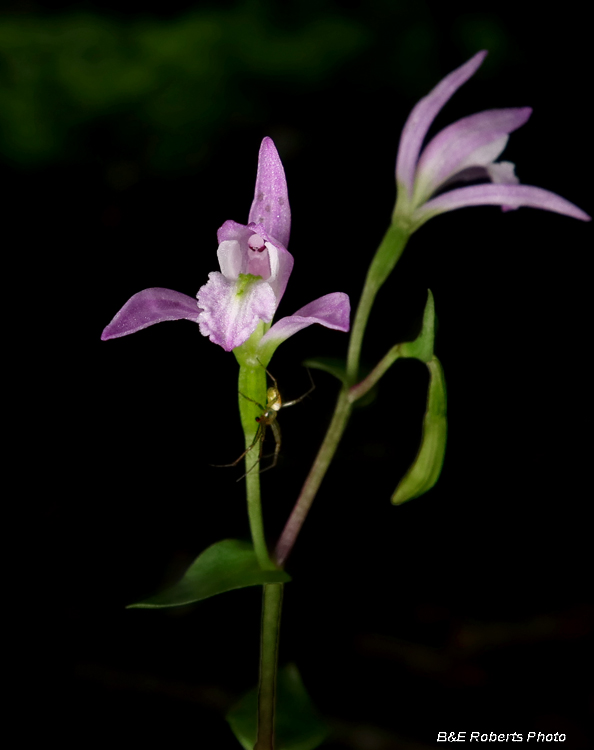 Three_Birds_Orchid