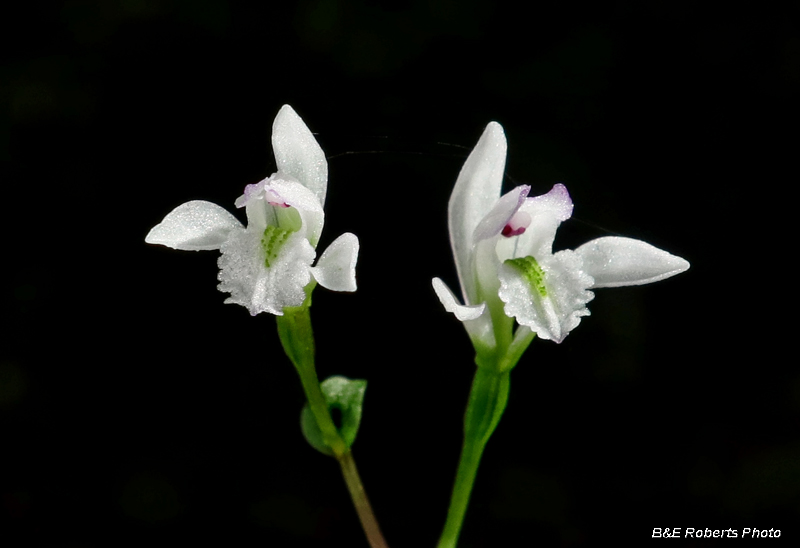 Three_Birds_Orchid