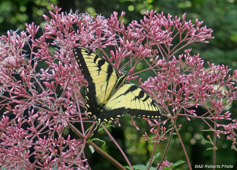 Swallowtail-JoePye