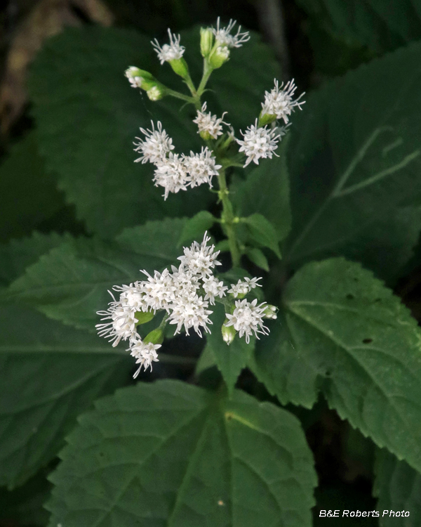 Snakeroot