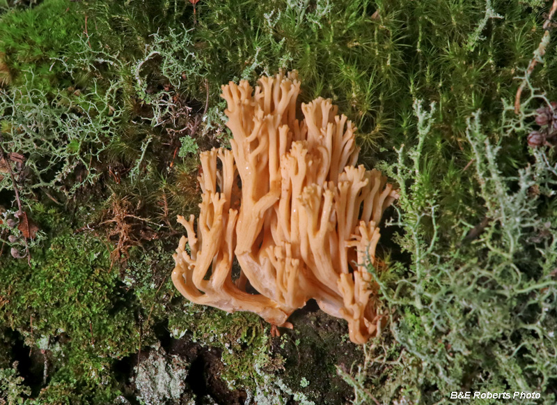 Coral_fungi