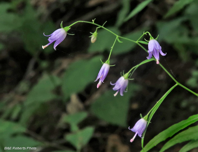 S_Harebell