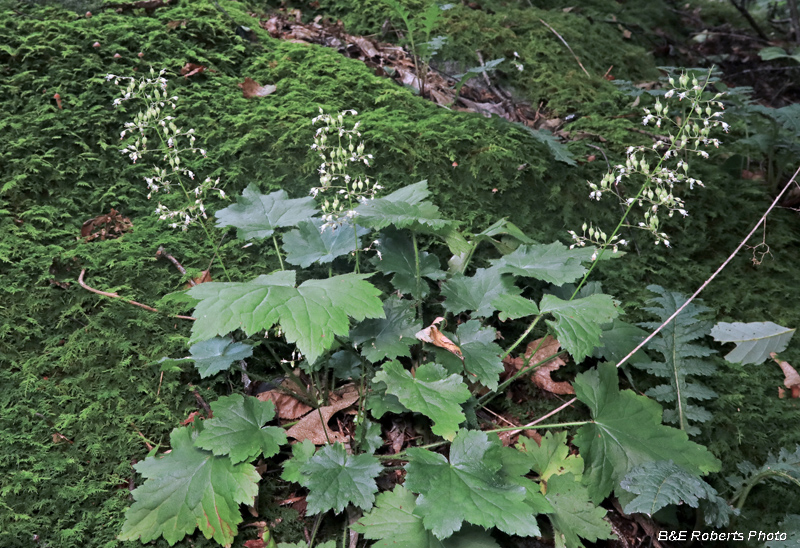 Heuchera_Alumroot