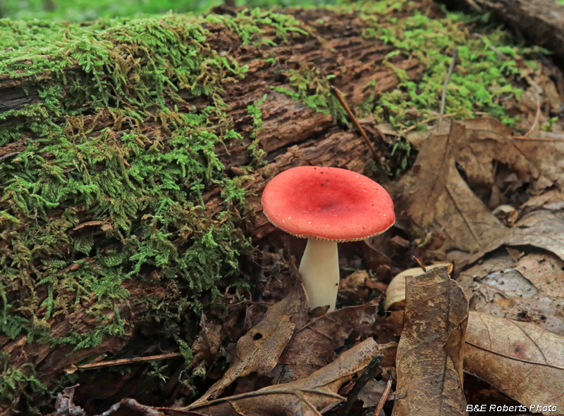 Russula