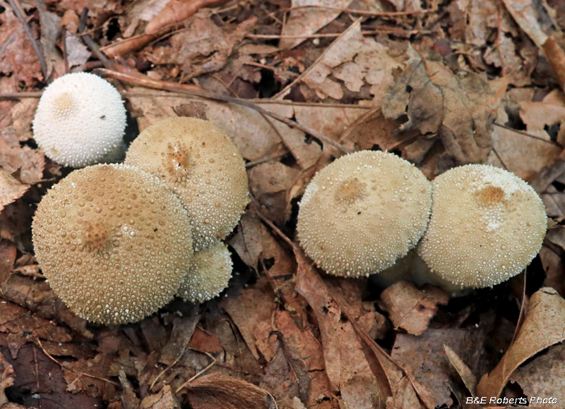 Puffballs