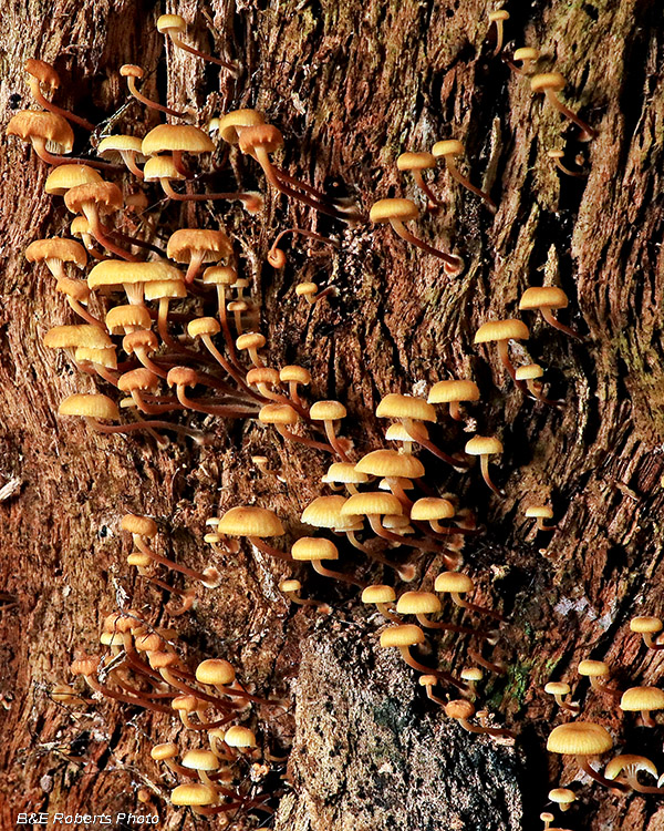 Tree_mushrooms