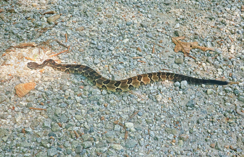 Timber_Rattler